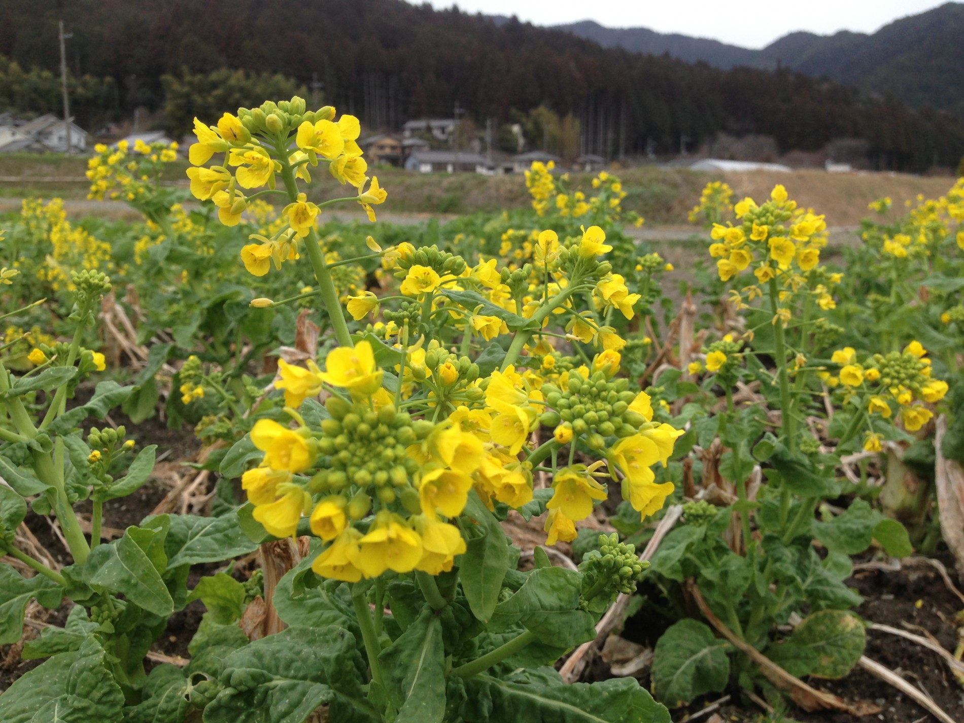 菜の花が咲いてます 里の駅大原