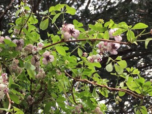 地味なお花ですが、よーく見るとかわいいアケビの花